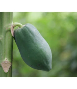 Papaya 7 Papaya -Garten Werk Zone 7641301 WE DE 001 CaricaPapaya