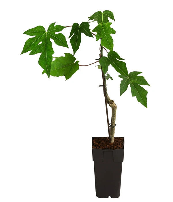 Papaya 4 Papaya – Bild 2