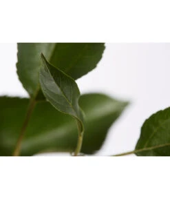 Herbstapfel 'Gala' -Garten Werk Zone 7645880 PR DE 001 ApfelGalaBuschMalus95LiterDehnerExpressZS