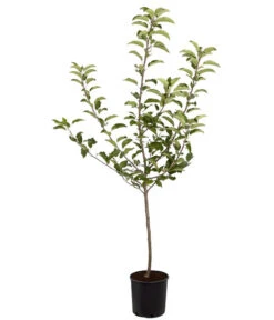 Herbstapfel 'Gala' -Garten Werk Zone 7645880 PR FS 001 ApfelGalaBuschMalus95LiterDehnerExpressZS