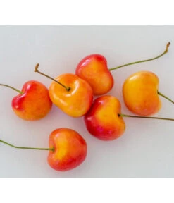 Kirschen-Duo 'Regina/Napoleon' 11 Kirschen-Duo 'Regina/Napoleon' -Garten Werk Zone 7657570 WE MO 001 SuesskirscheGrossePrinzessinPixabay