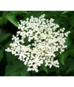 Großfruchtiger Holunder 'Haschberg' 8 Großfruchtiger Holunder 'Haschberg' -Garten Werk Zone 7662760 PR DE 002 SambucusHolunderHaschbergPixabay