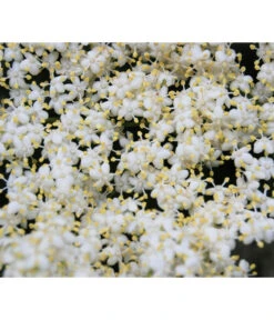 Großfruchtiger Holunder 'Haschberg' 9 Großfruchtiger Holunder 'Haschberg' -Garten Werk Zone 7662760 WE DE 003 SambucusHolunderBluete