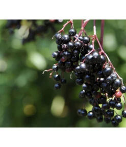 Holunder 'Black Tower' 7 Holunder 'Black Tower' -Garten Werk Zone 7662810 PR MO 002 HolunderBlackTower