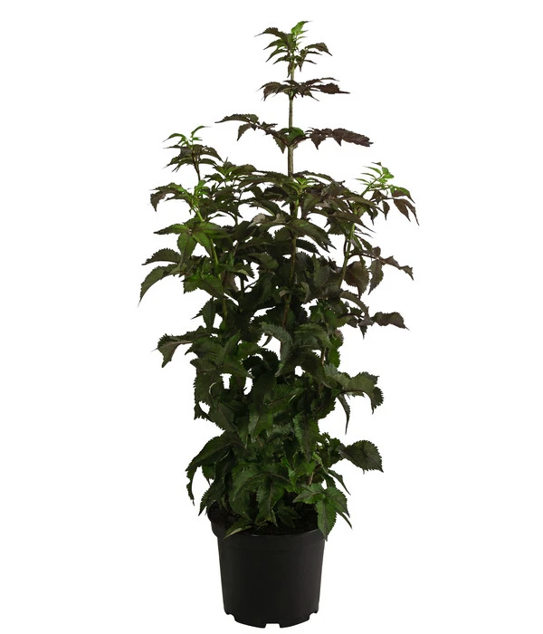 Holunder 'Black Tower' 4 Holunder 'Black Tower' – Bild 2