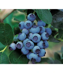 Ausgewählte Produkte 19 Dehner Gourmet Garten Heidelbeere 'Spartan'