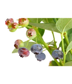 Dehner Gourmet Garten Heidelbeere 'Spartan' 11 Dehner Gourmet Garten Heidelbeere 'Spartan' -Garten Werk Zone 7665508 PR DE 002 GourmetGartenHeidelbeereSpartan3LiterDehnerExpressHerzig