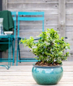 Dehner Gourmet Garten Heidelbeere 'Spartan' 10 Dehner Gourmet Garten Heidelbeere 'Spartan' -Garten Werk Zone 7665508 WE MO HeidelbeereSpartan