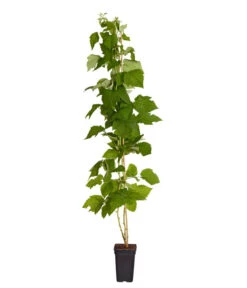 Ausgewählte Produkte -Garten Werk Zone 7666662 PR FS 002 Himbeere HomeCaneDehnerExpressZS