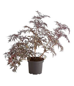 Holunder 'Black Lace' 7 Holunder 'Black Lace' -Garten Werk Zone 7670896 PR FS 001 HolunderBlackLaceEvaBusch5LiterDehnerExpressHerzig