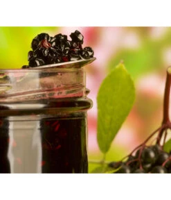 Holunder 'Black Lace' 8 Holunder 'Black Lace' -Garten Werk Zone 7670896 WE MO 003 Holunder