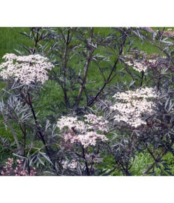 Holunder 'Black Lace' 9 Holunder 'Black Lace' -Garten Werk Zone 7670896 WE MO 004 HolunderBlackLace