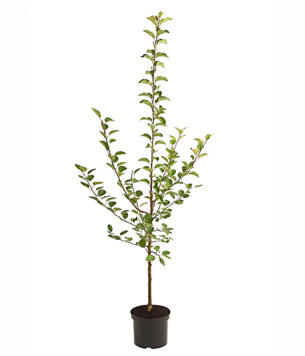 Apfel-Duo 'Jonagold/Boskoop' 4 Apfel-Duo 'Jonagold/Boskoop' – Bild 2