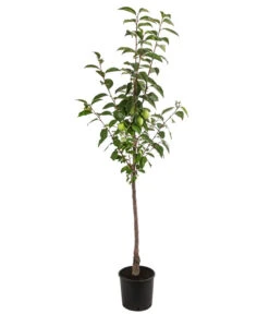 Kaki 'Ragno' 6 Kaki 'Ragno' -Garten Werk Zone 7693385 WE FS 001 DiospyrosKakiRagno