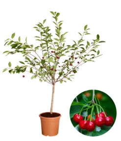 Ausgewählte Produkte 5 Zwergsauerkirsche 'Griotella'