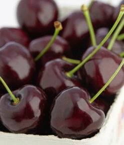 Süßkirsche 'Kordia' 7 Süßkirsche 'Kordia' -Garten Werk Zone 7703143 PR DE 001 KirscheKordiaDehnerExpressZS