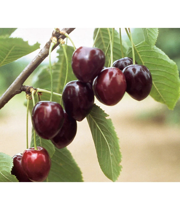 Süßkirsche 'Kordia' 3 Süßkirsche 'Kordia'