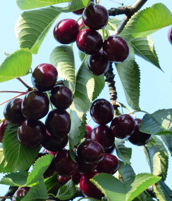 Süßkirsche 'Kordia' 4 Süßkirsche 'Kordia' – Bild 2