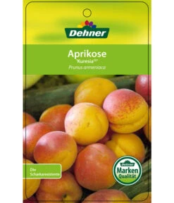 Aprikose 'Kuresia' 8 Aprikose 'Kuresia' -Garten Werk Zone 7704158 AprikoseKuresia Etikett 1
