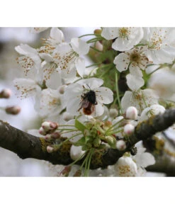 Süßkirsche 'Merchant' 8 Süßkirsche 'Merchant' -Garten Werk Zone 7710205 PR DE 002 PrunusSuesskirscheMerchantPixabay