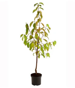 Süßkirsche 'Merchant' 7 Süßkirsche 'Merchant' -Garten Werk Zone 7710205 PR FS 001 SuesskirscheMerchantBusch95LiterDehnerExpressHerzig