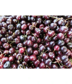 Süßkirsche 'Merchant' 9 Süßkirsche 'Merchant' -Garten Werk Zone 7710205 WE MO 002 KirscheMerchantPixabay