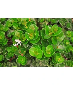 Natalpflaume 9 Natalpflaume -Garten Werk Zone 7719107 PR MO 002 NatalpflaumeCarissaGrandiflora123rf