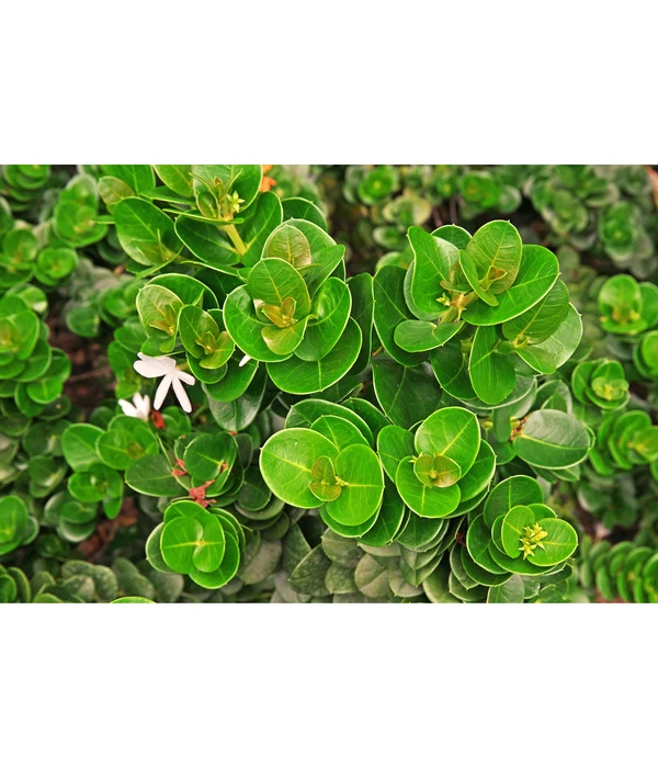 Natalpflaume 6 Natalpflaume – Bild 4