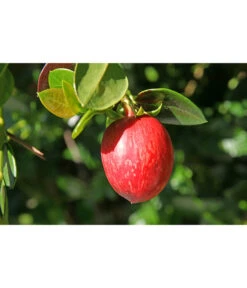 Natalpflaume 8 Natalpflaume -Garten Werk Zone 7719107 PR MO 011 NatalpflaumeCarissaGrandiflora123rf