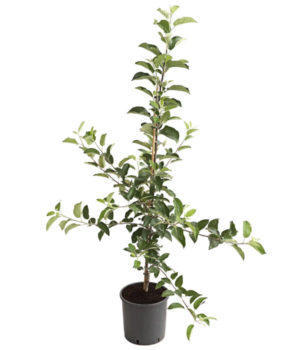 Apfelbäume In Sorten, Einjährige Veredelung 4 Apfelbäume In Sorten, Einjährige Veredelung – Bild 2