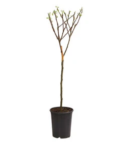 Ausgewählte Produkte -Garten Werk Zone 7723950 WE FS 001 ZwergapfelObstZwergeKidsDehnerExpressHerzig