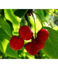 Ausgewählte Produkte -Garten Werk Zone 7724016 PR FS 001 PrunusZwergsauerkirschePixabay