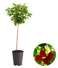 Ausgewählte Produkte 3 Zwergsauerkirsche