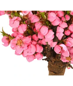 Zwergpfirsich 'Amber Pix Zee' 13 Zwergpfirsich 'Amber Pix Zee' -Garten Werk Zone 7728744 WE DE 001 ZwergPfirsich7LDehnerExpressHerzig