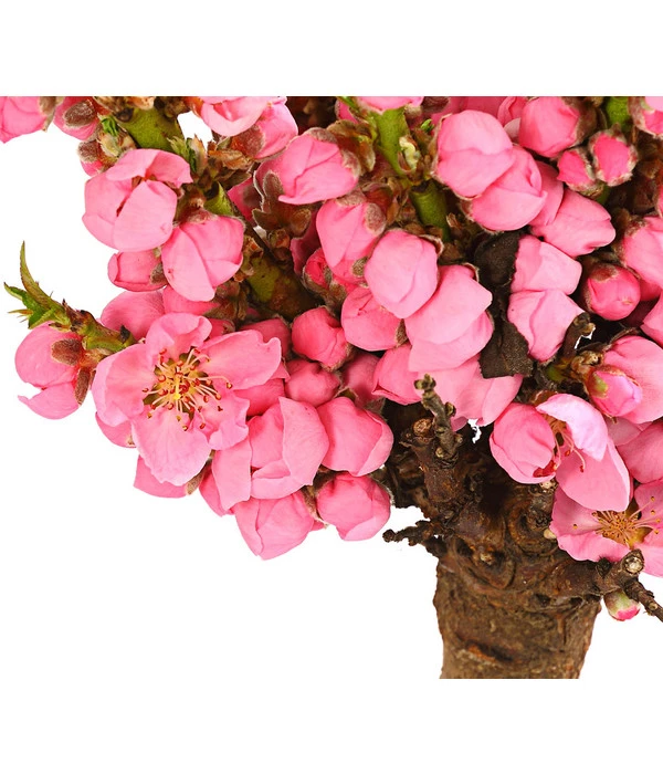 Zwergpfirsich 'Amber Pix Zee' 8 Zwergpfirsich 'Amber Pix Zee' – Bild 6