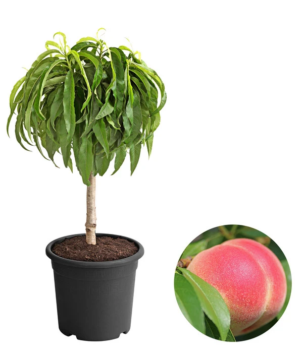 Zwergpfirsich 'Amber Pix Zee' 3 Zwergpfirsich 'Amber Pix Zee'