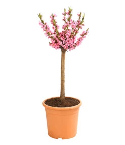 Zwergpfirsich 'Amber Pix Zee' 9 Zwergpfirsich 'Amber Pix Zee' -Garten Werk Zone 7728744 WE FS 002 ZwergPfirsich7LDehnerExpressHerzig