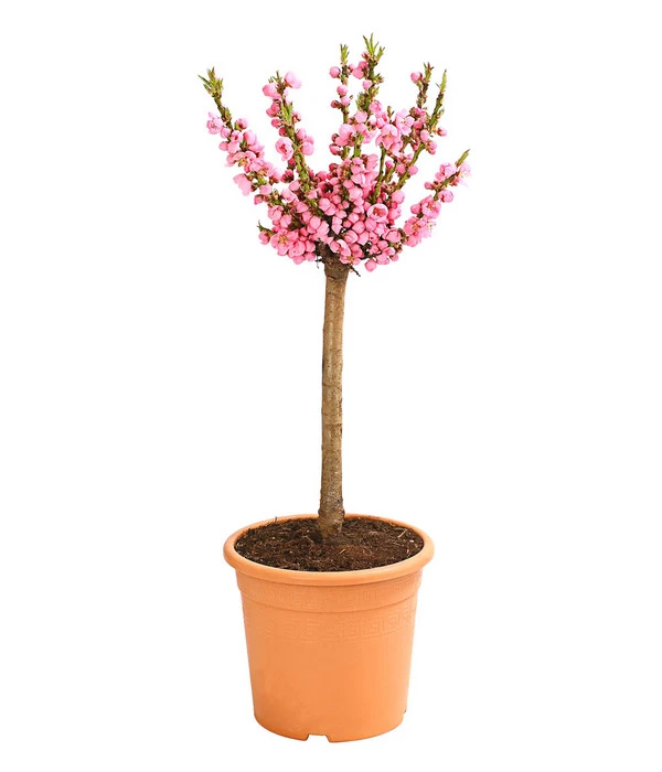 Zwergpfirsich 'Amber Pix Zee' 4 Zwergpfirsich 'Amber Pix Zee' – Bild 2