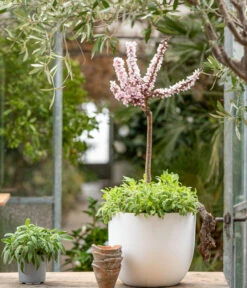 Zwergpfirsich 'Amber Pix Zee' 12 Zwergpfirsich 'Amber Pix Zee' -Garten Werk Zone 7728744 WE MO 001 ZwergPfirsich