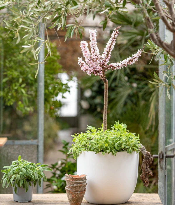 Zwergpfirsich 'Amber Pix Zee' 7 Zwergpfirsich 'Amber Pix Zee' – Bild 5