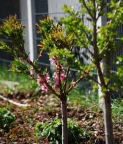 Zwergpfirsich 'Amber Pix Zee' 11 Zwergpfirsich 'Amber Pix Zee' -Garten Werk Zone 7728744 WE MO 003 ZwergpfirsichBauer