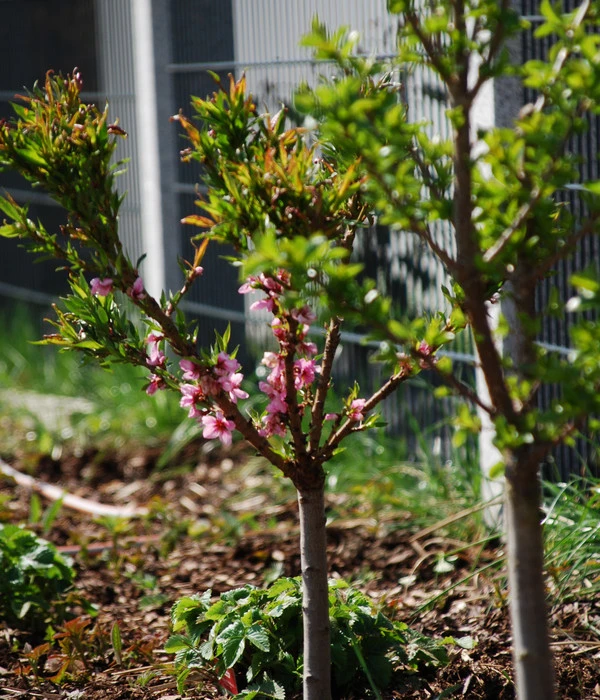 Zwergpfirsich 'Amber Pix Zee' 6 Zwergpfirsich 'Amber Pix Zee' – Bild 4