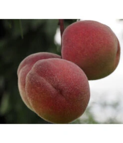 Zwergpfirsich, Rotlaubig 7 Zwergpfirsich, Rotlaubig -Garten Werk Zone 7728819 PR DE 001 PrunusPfirsichRubiraPixabayx 1