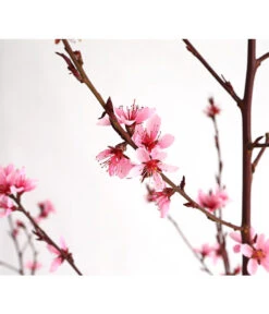 Pfirsich 'Rubira', Rotblättrig 8 Pfirsich 'Rubira', Rotblättrig -Garten Werk Zone 7728819 WE DE 001 PfirsichRotblaettrigDehnerExpressHerzig