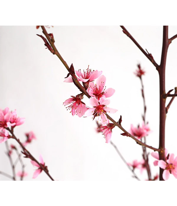 Pfirsich 'Rubira', Rotblättrig 5 Pfirsich 'Rubira', Rotblättrig – Bild 3