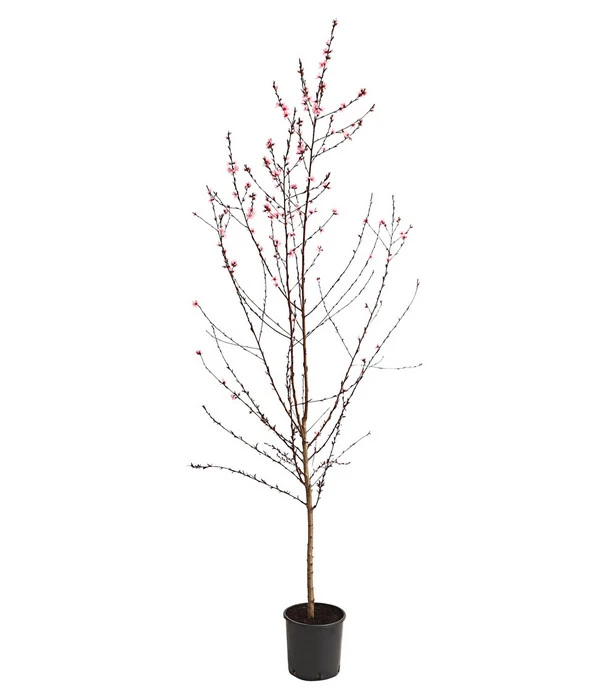 Pfirsich 'Rubira', Rotblättrig 4 Pfirsich 'Rubira', Rotblättrig – Bild 2