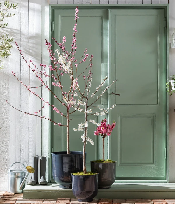 Pfirsich 'Rubira', Rotblättrig 6 Pfirsich 'Rubira', Rotblättrig – Bild 4