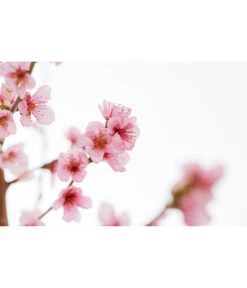 Gelbfleischiger Pfirsich 9 Gelbfleischiger Pfirsich -Garten Werk Zone 7728843 PR DE 001 Pfirsich7LDehnerExpressZS