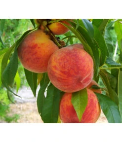 Gelbfleischiger Pfirsich 10 Gelbfleischiger Pfirsich -Garten Werk Zone 7728843 PR DE 001 PrunusPfirsichGelbfleischigPixabay