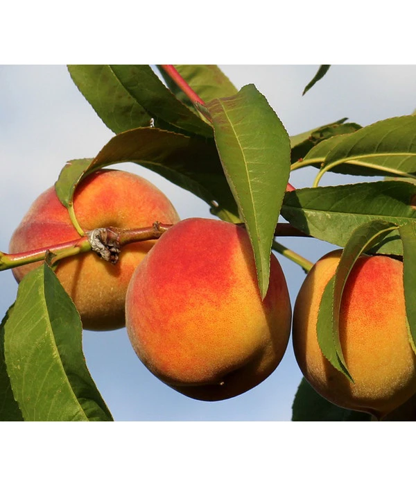 Gelbfleischiger Pfirsich 3 Gelbfleischiger Pfirsich